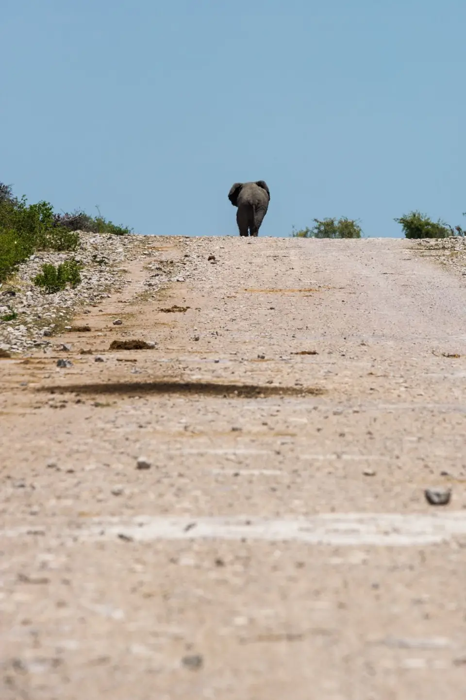 Namibia_Etosha_3257.jpg