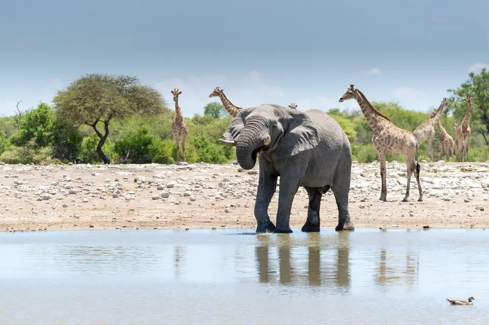 Namibia_Etosha_3283.jpg
