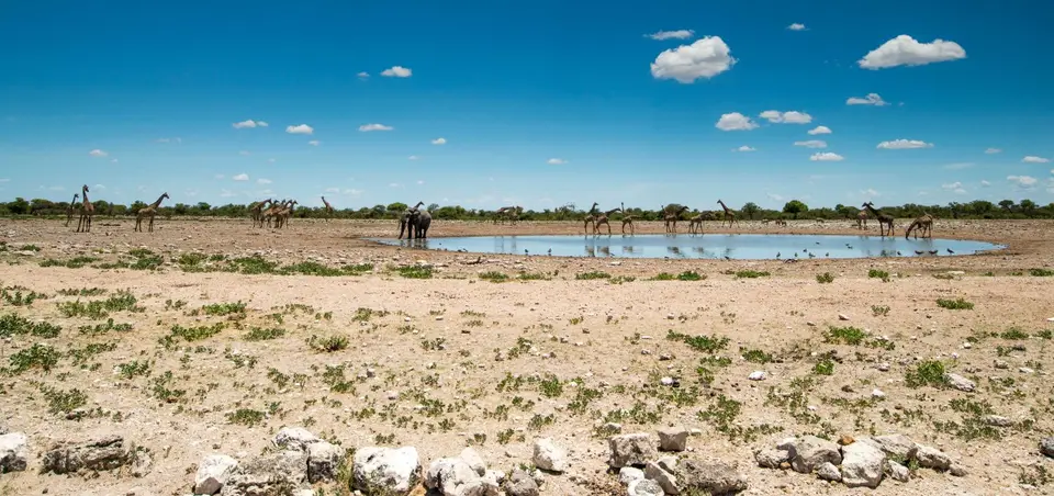 Namibia_Etosha_3305.jpg