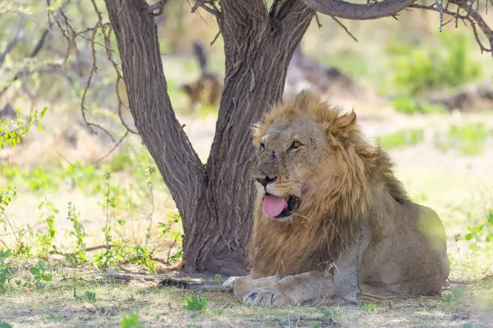 Namibia_Etosha_3326.jpg
