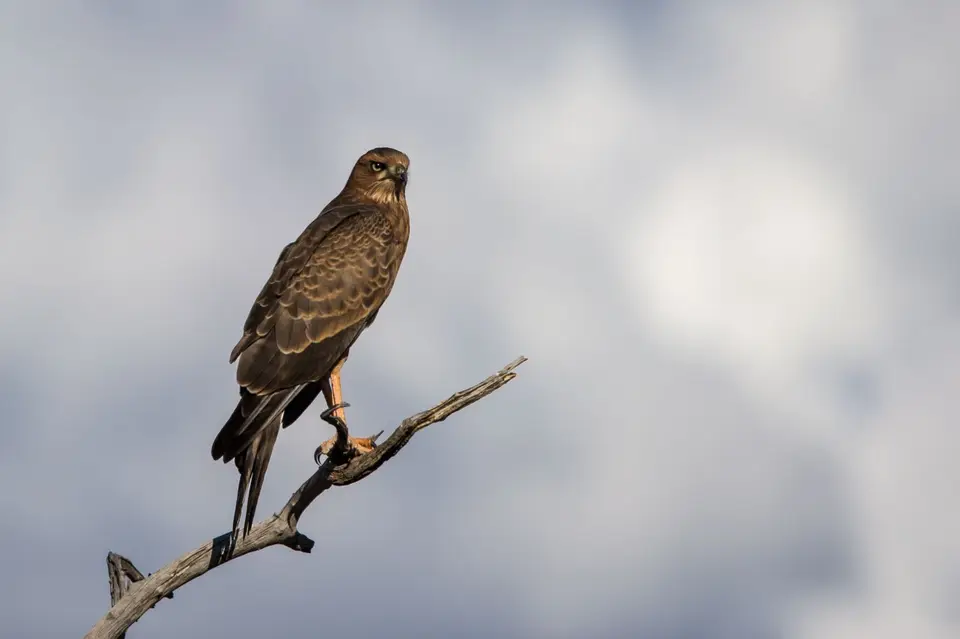 Namibia_Etosha_3454.jpg