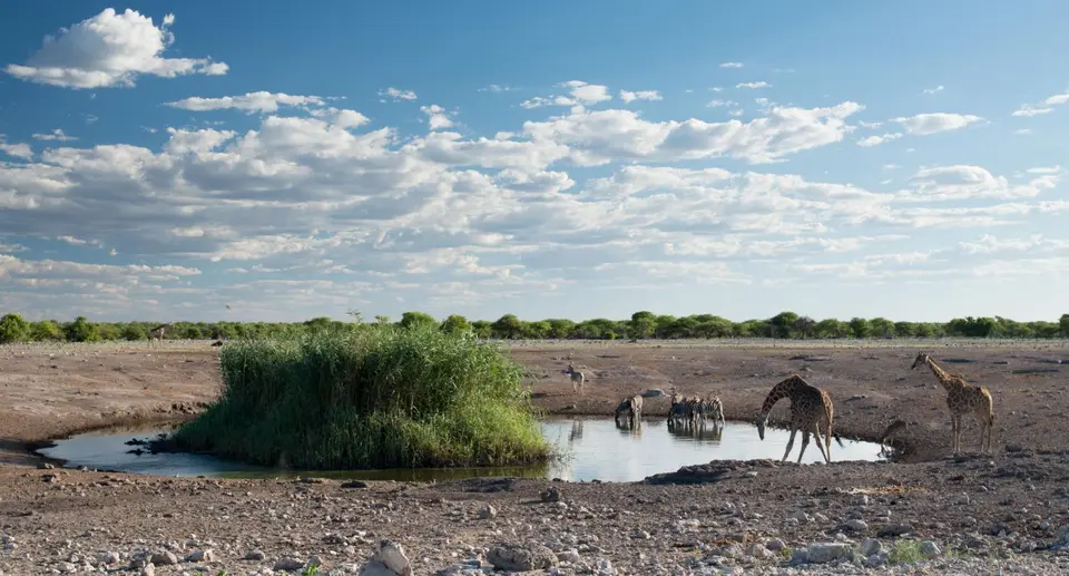 Namibia_Etosha_3499.jpg