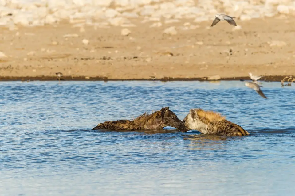 Namibia_Etosha_3526.jpg