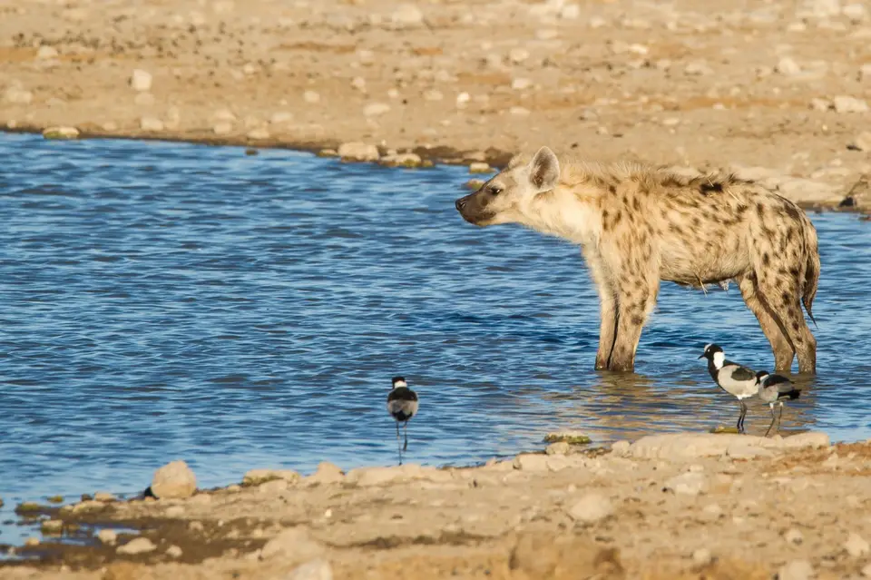 Namibia_Etosha_3558.jpg