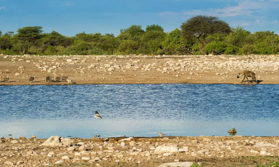 Namibia_Etosha_3564.jpg