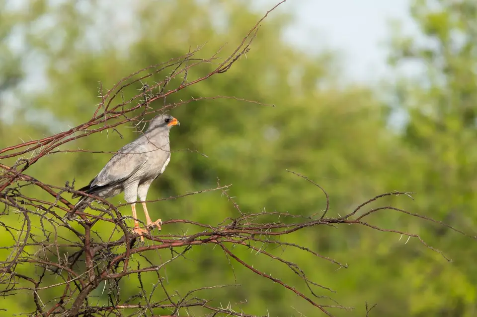 Namibia_Etosha_3582.jpg