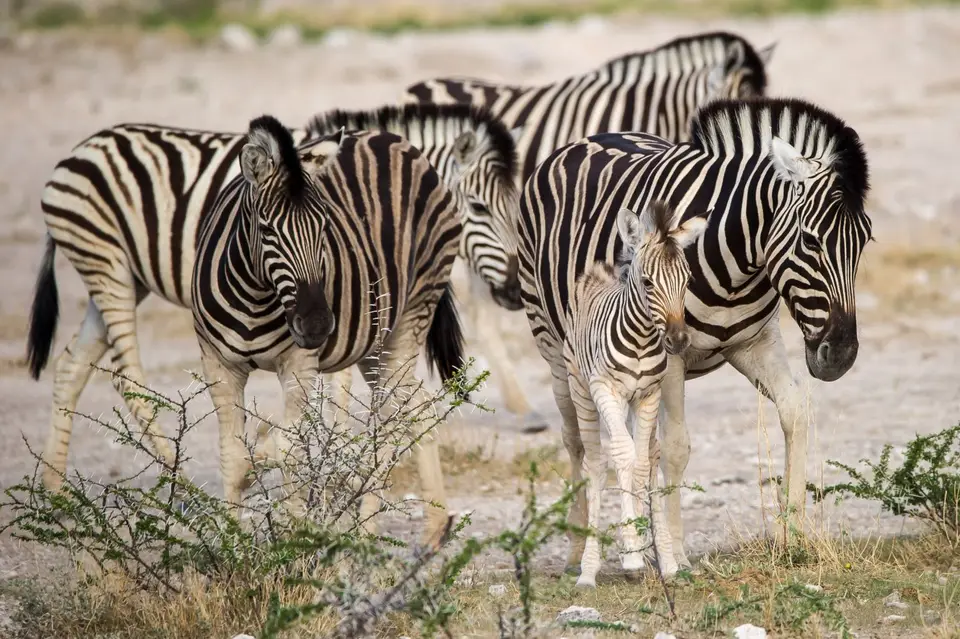 Namibia_Etosha_3642.jpg
