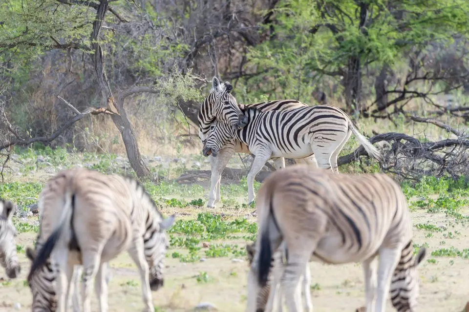 Namibia_Etosha_3662.jpg