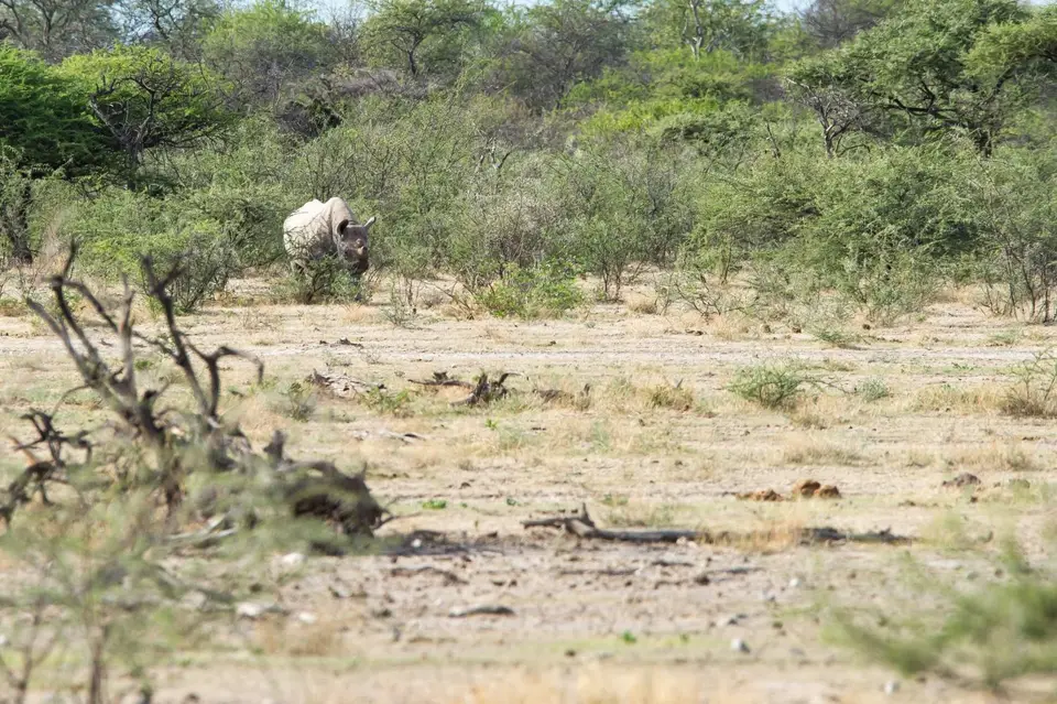 Namibia_Etosha_3689.jpg