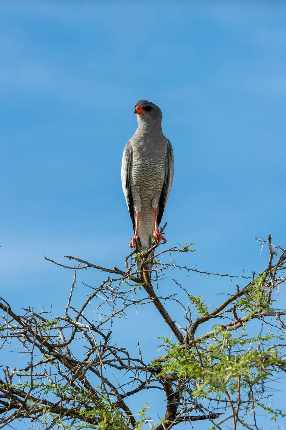 Namibia_Etosha_3700.jpg