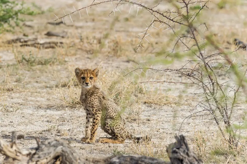 Namibia_Etosha_3735.jpg