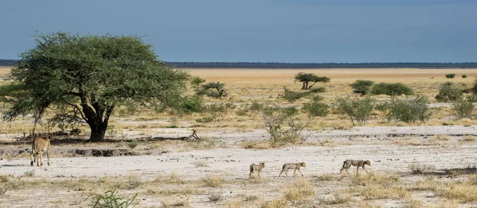 Namibia_Etosha_3765.jpg