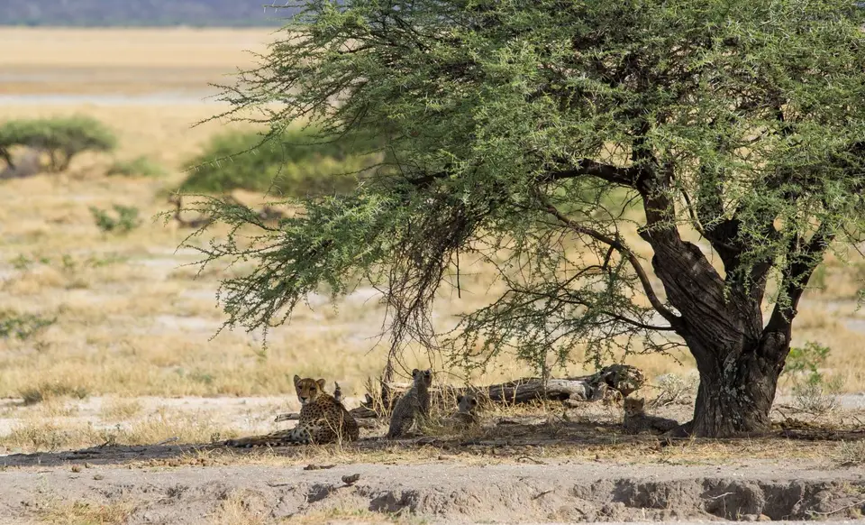 Namibia_Etosha_3776.jpg