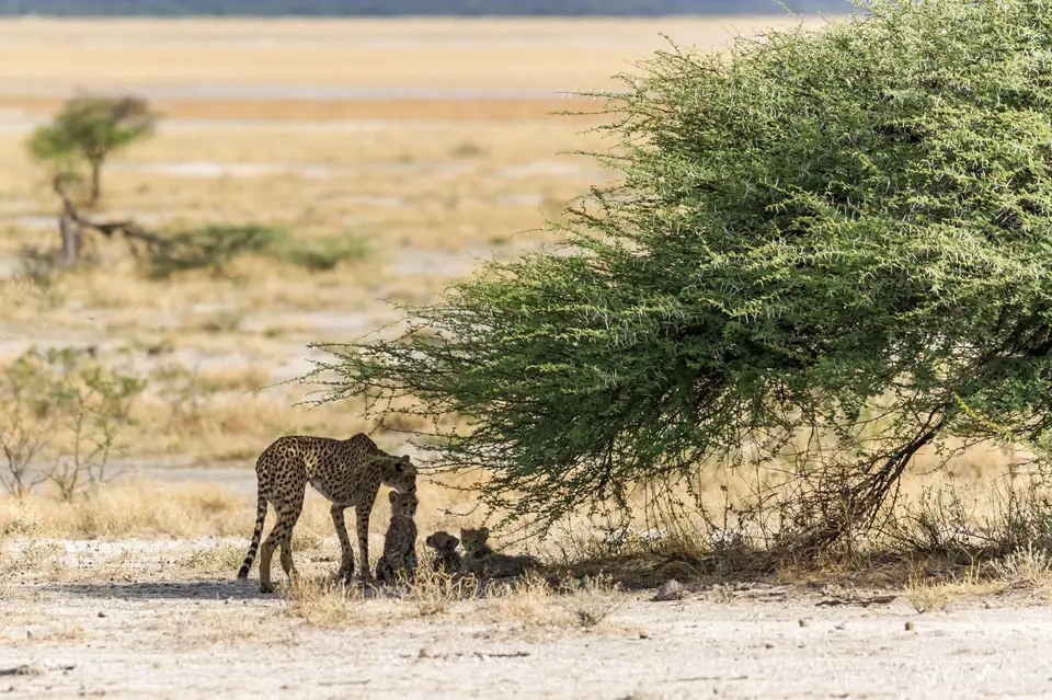 Namibia_Etosha_3806.jpg