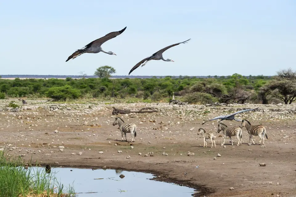 Namibia_Etosha_3822.jpg