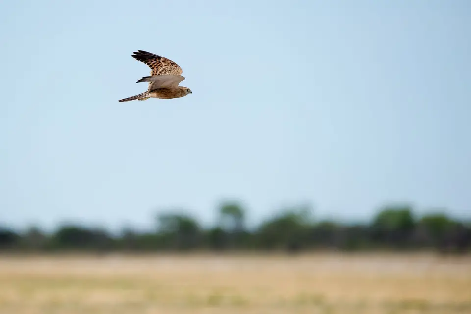 Namibia_Etosha_3862.jpg