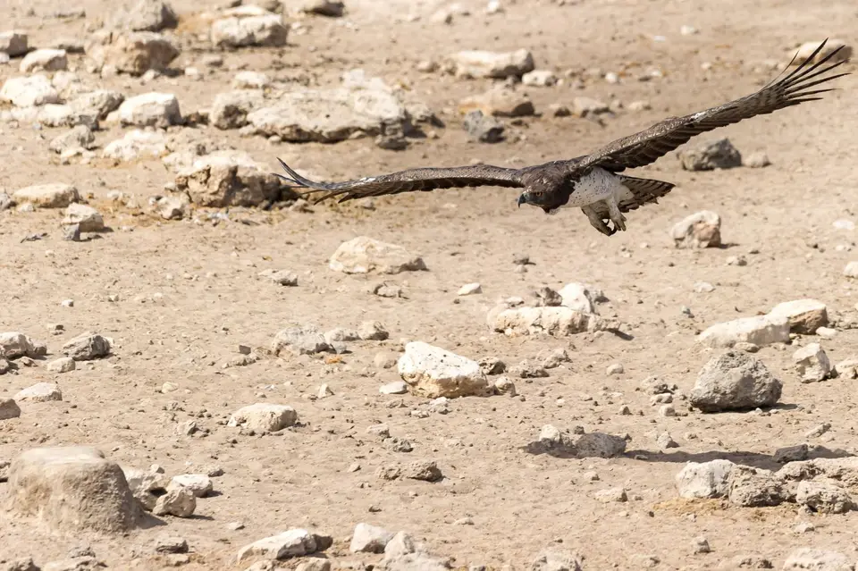 Namibia_Etosha_3895.jpg