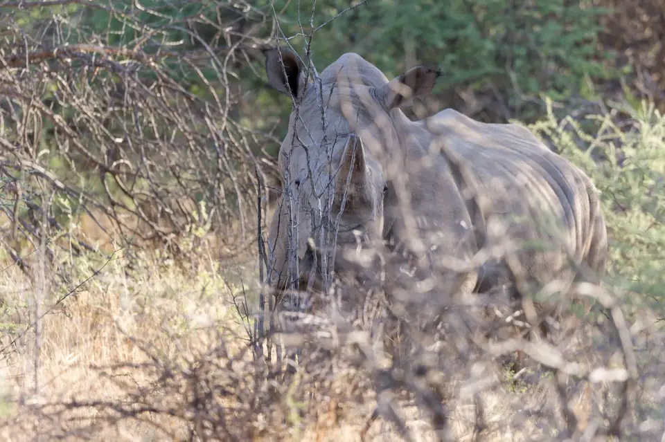 Namibia_Etosha_3977.jpg