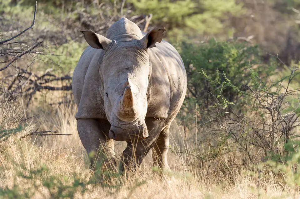 Namibia_Etosha_3995.jpg