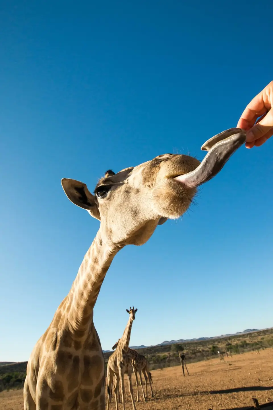 Namibia_Etosha_4033.jpg