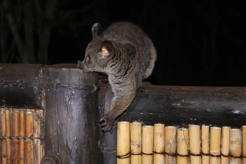 Bushbaby.jpg