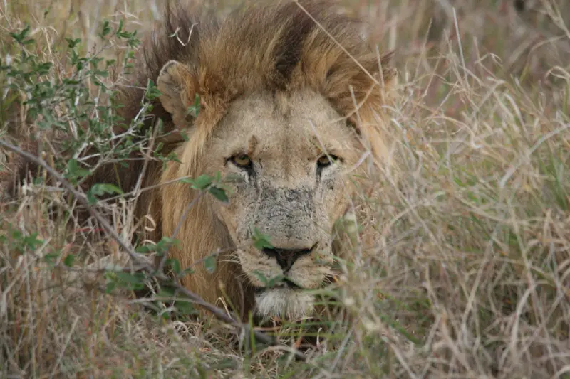 Swaziland-Lwe.jpg