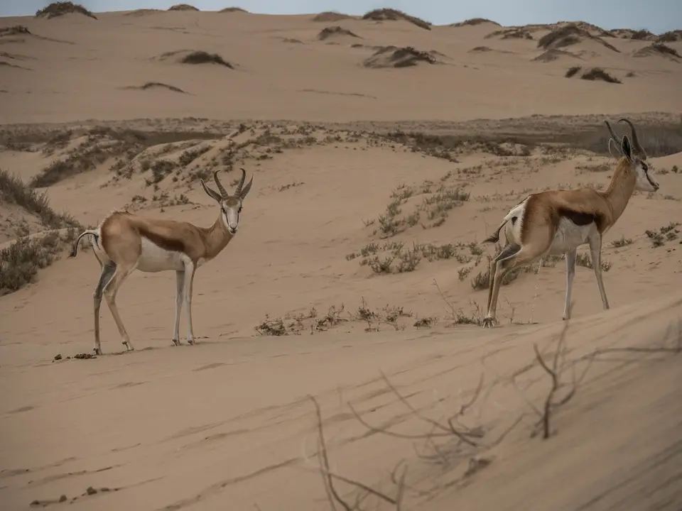 k-Namibia2019(179).jpg