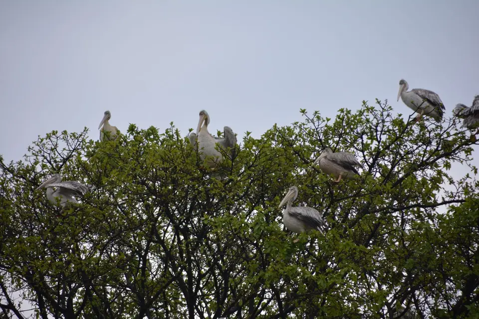 DSC_2744.JPG