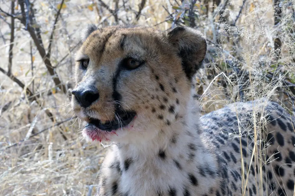 Cheetah3.jpg