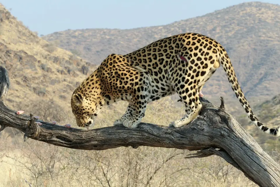 LeopardaufDuesternbrook.jpg