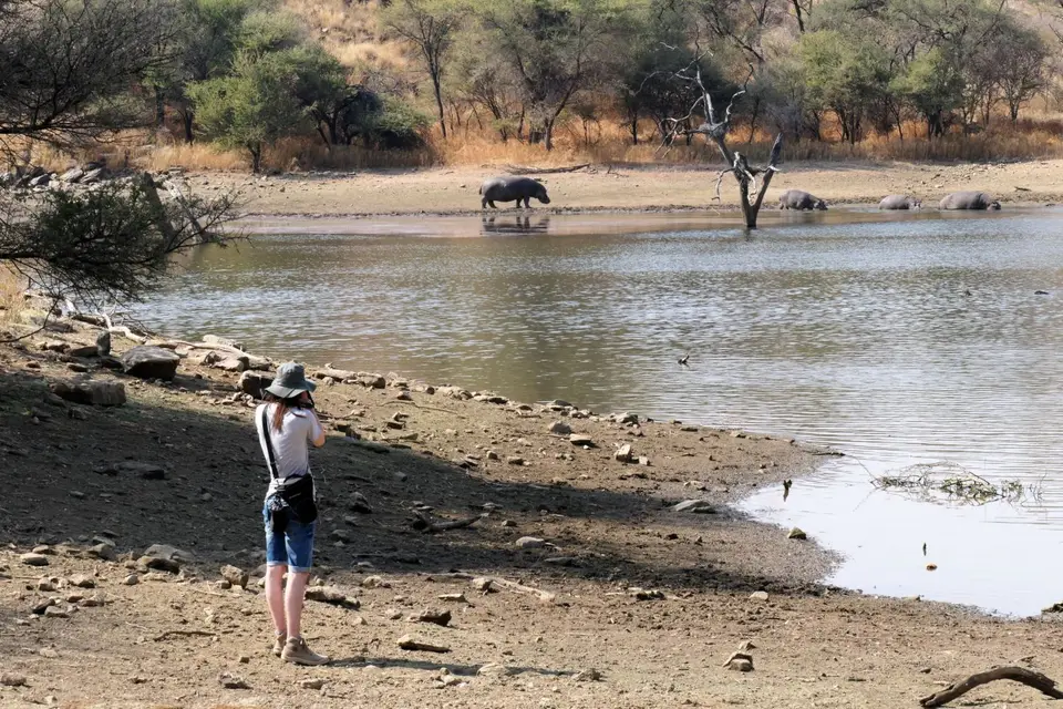 hippos.jpg