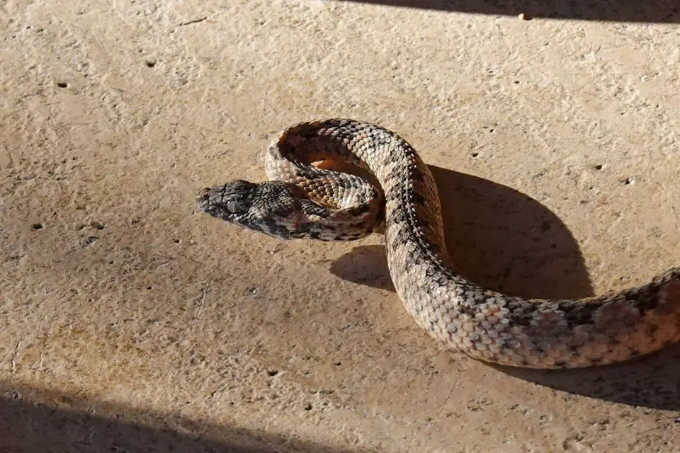 DSC08986K.jpg