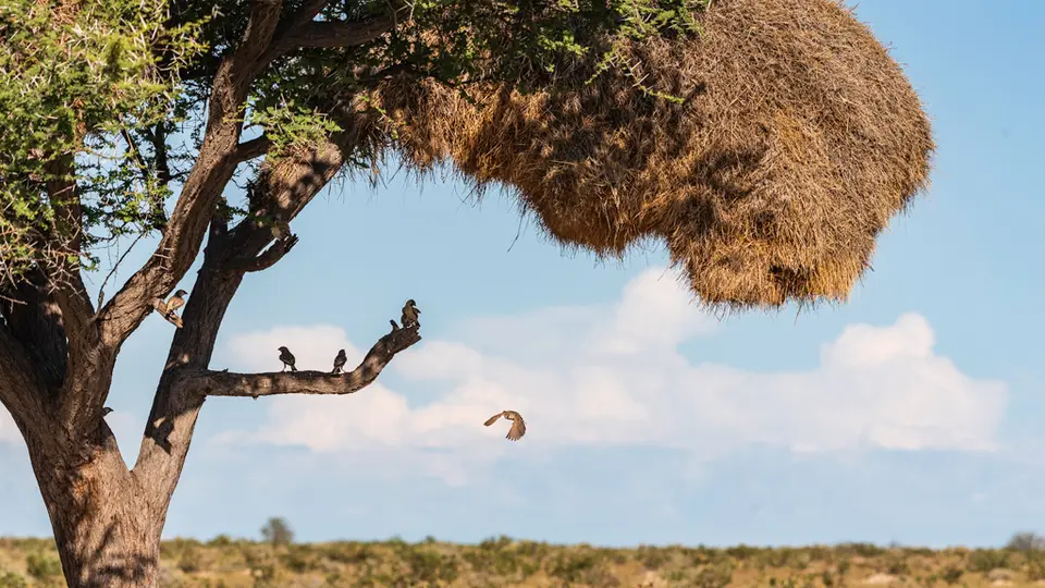 Etosha-10.jpg