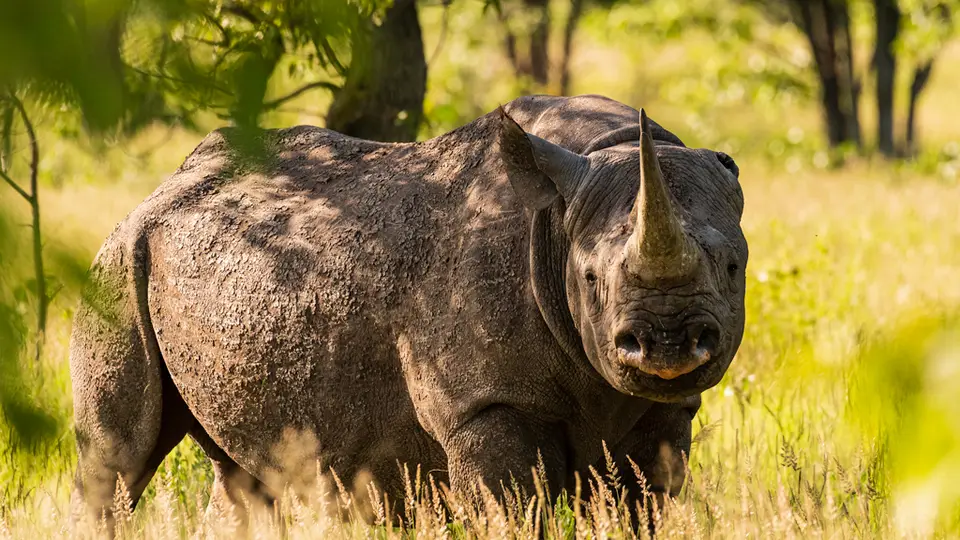 Etosha-11.jpg