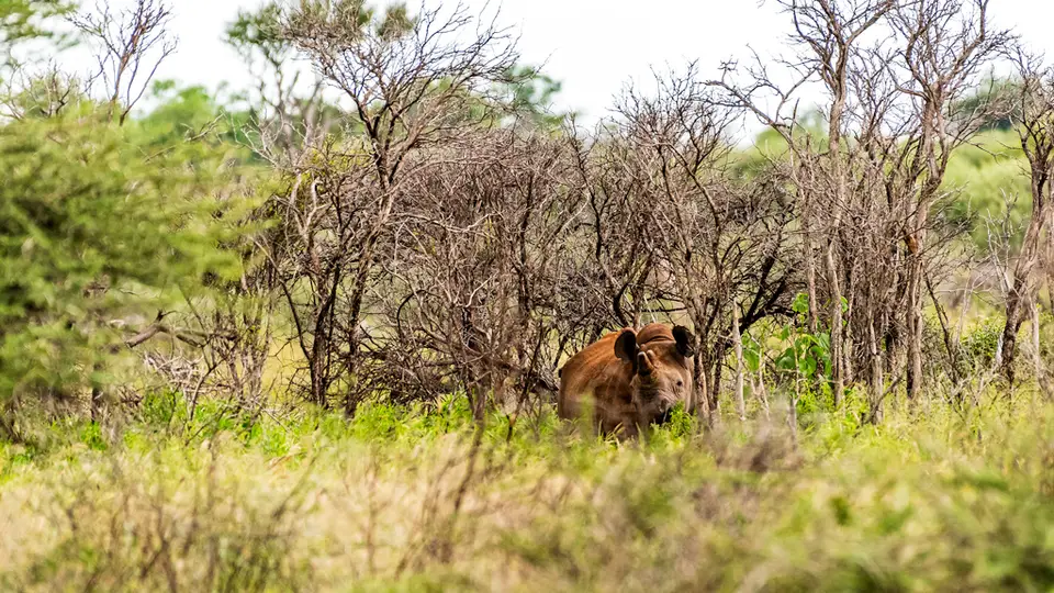 Etosha-2.jpg