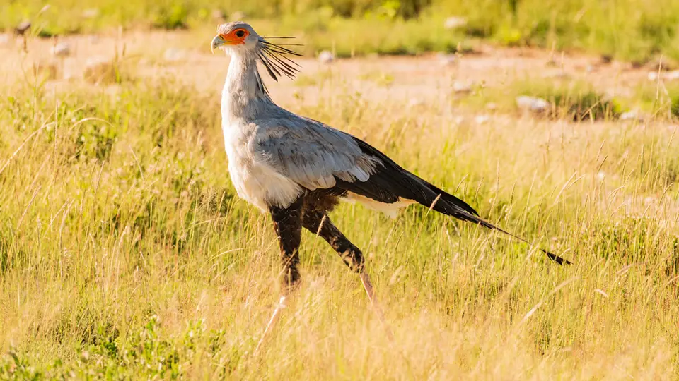 Etosha-3.jpg