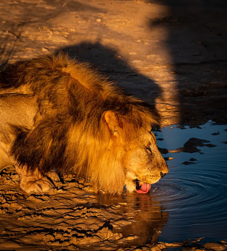 Lion-1.jpg