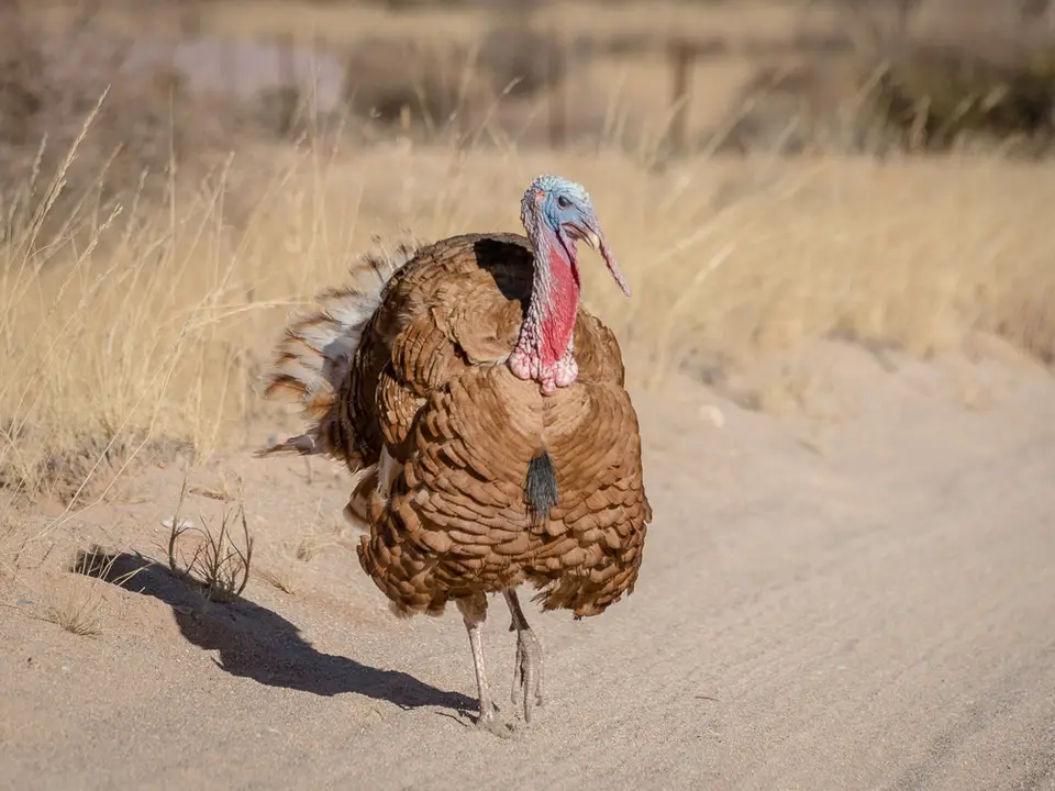 _NAM6059.JPG