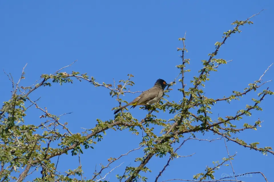 02-african-redeyed-bulbul.JPG