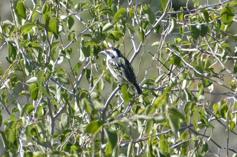 03-acacia-pied-barbet.JPG