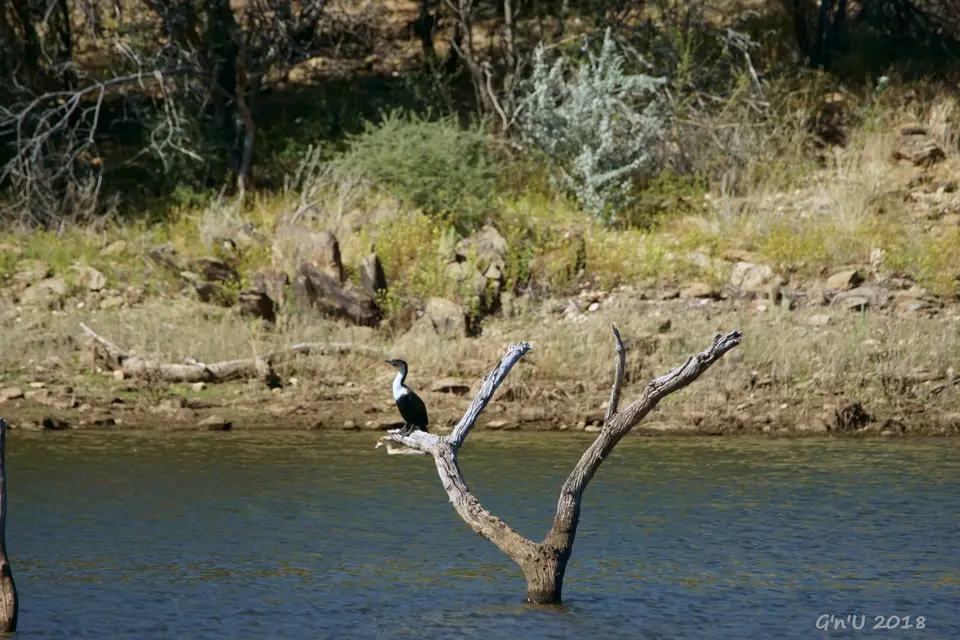 04-whitebreasted-cormorant.JPG