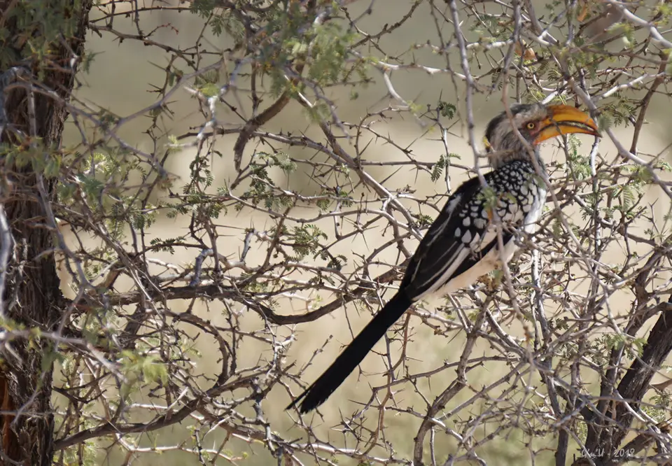 07-hornbill.jpg