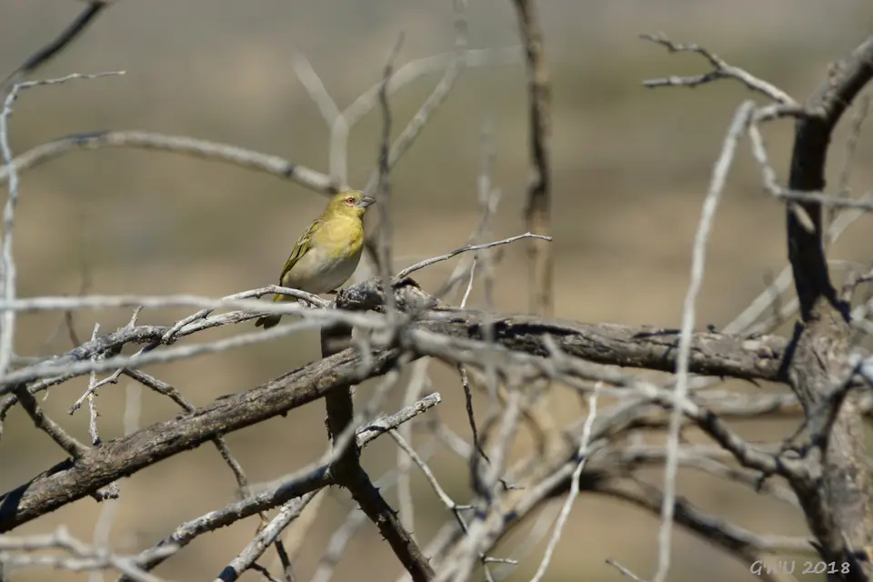 07-southernmaskedweaver-w.JPG