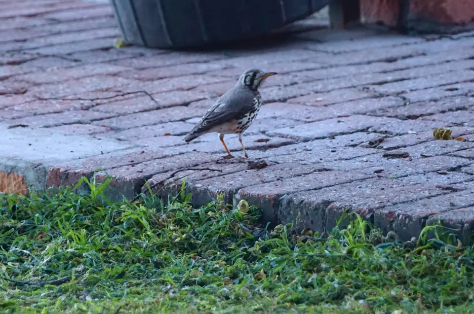 09-groundscraper-thrush.JPG