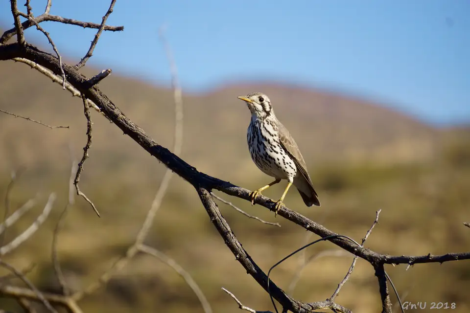 09-groundscrapper-thruch.JPG