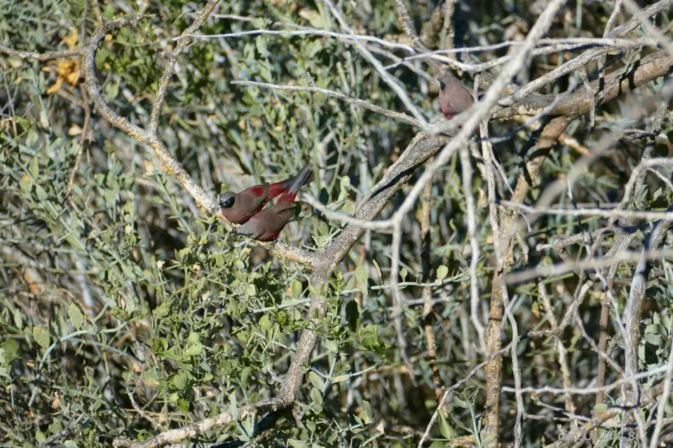 10-blackfacedwaxbills.JPG