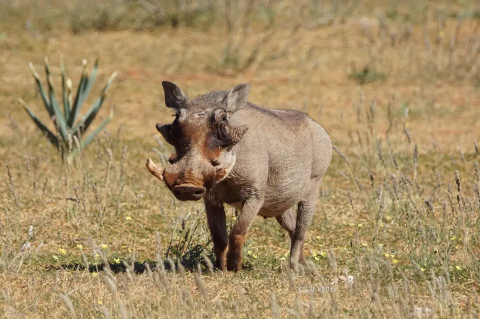 11-warzenschwein.jpg