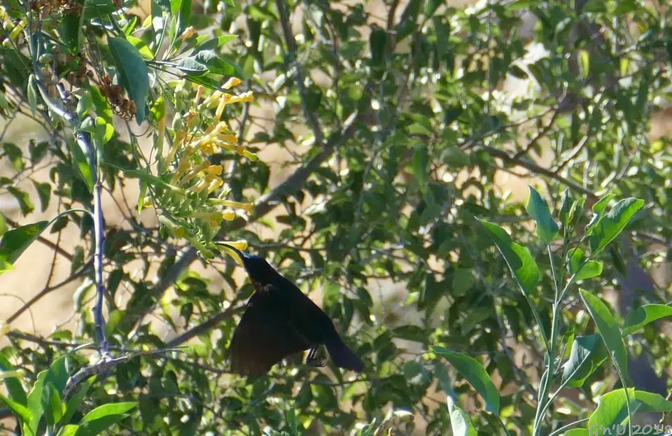 12-amethyst-sunbird.JPG