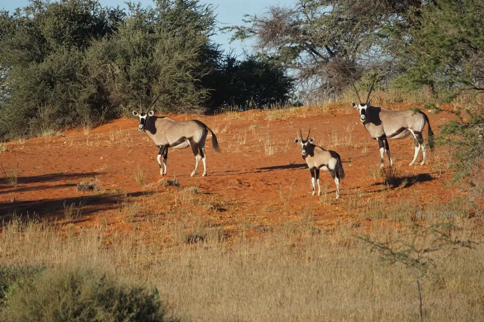 13-oryx.jpg