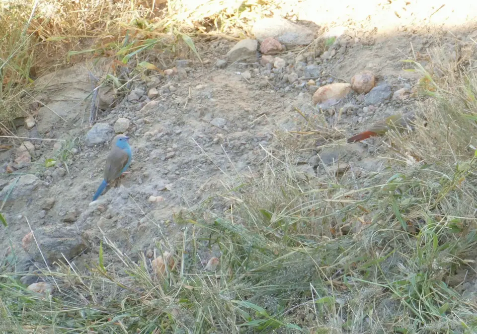 14-blue-waxbill.JPG
